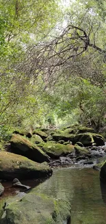 Tranquil forest stream with greenery and rocks.