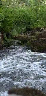 Tranquil forest stream with lush greenery.