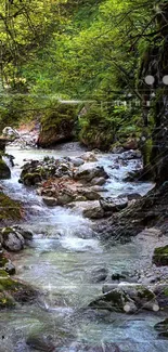 A tranquil forest stream with gentle water flow and lush green surroundings.