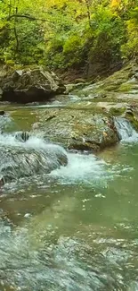 Tranquil forest stream with lush greenery.