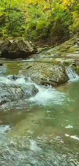 Peaceful forest stream with flowing water in nature.