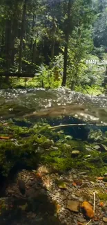 Serene forest stream with lush greenery and clear water reflections.