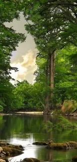 Tranquil forest stream surrounded by lush green trees.