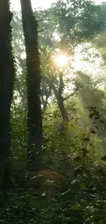 Sunlight streaming through forest trees, creating a peaceful nature scene.