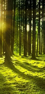 Sunlight streaming through a lush green forest, creating tranquil shadows and light.