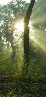 Sunlight filtering through lush green forest trees.