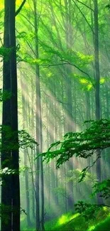 Lush green forest with sunbeams filtering through tall trees.