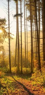 Tranquil forest at sunrise with golden sunlight filtering through trees.