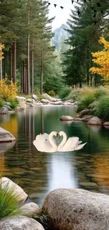 Swans floating in a serene forest stream.