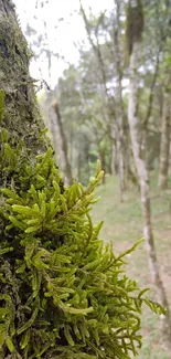 Close-up of a moss-covered tree with a lush forest background.