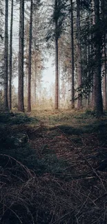 Tranquil forest with tall trees and lush undergrowth in soft lighting.