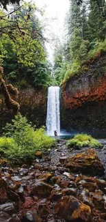 Lush forest with a cascading waterfall.