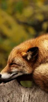 Peaceful fox sleeping on a rustic log in an autumn setting.