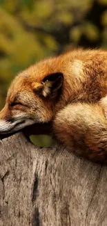 Red fox resting on log in autumn forest.