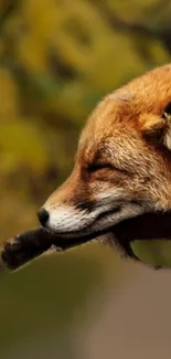 Calm fox resting with a peaceful expression in a forest setting.