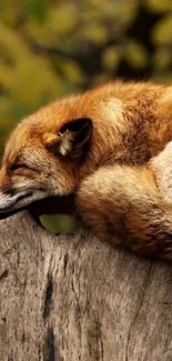 Sleeping fox on rustic tree stump in nature.