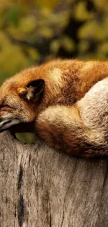 A peaceful fox resting on a tree stump against a backdrop of autumn leaves.