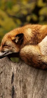 Sleeping red fox on a tree stump in a serene forest setting.