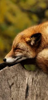 Resting fox on a log in lush woodland.