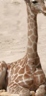 Serene giraffe sitting on sand, beige tones.