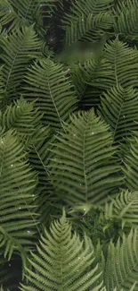 Lush green ferns create a serene, nature-inspired phone wallpaper.