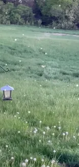 Peaceful green field with bird feeders and lush scenery.