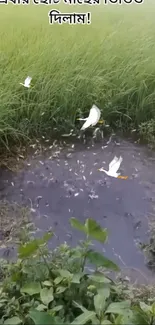 Lush green field with tranquil water and birds flying.