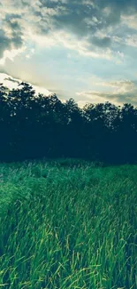 Green field under a cloudy blue sky.