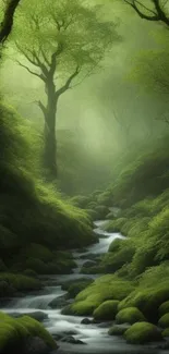 Peaceful green forest with a stream flowing through lush trees.