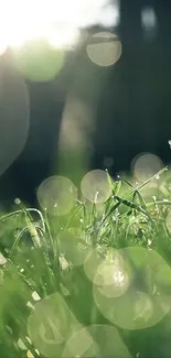 Tranquil mobile wallpaper with dewdrops on vibrant green grass under sunlight.