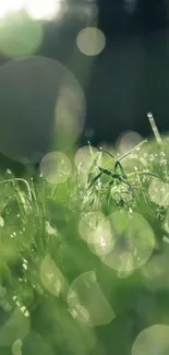 Blurred green grass in sunlight mobile wallpaper.