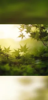 Green leaves in soft focus create a serene natural wallpaper.