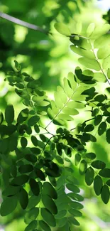 Bright green leaves forming a tranquil canopy.