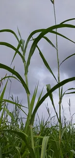 Vibrant green plant field under a cloudy sky.