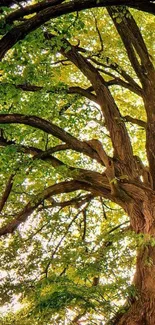 High-quality wallpaper of a lush green tree with intricate branches.