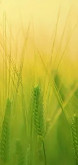 Serene light green wheat field wallpaper