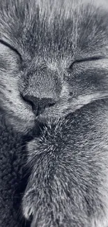 Close-up of a sleeping grey cat with soft fur.