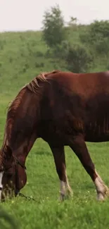 Brown horse grazing in a lush green field wallpaper.