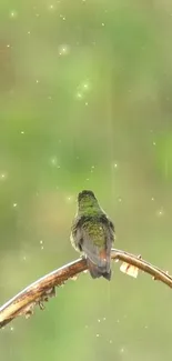 Hummingbird perched on a branch, with a green blurred background.