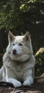 Husky dog lying in a serene forest setting.