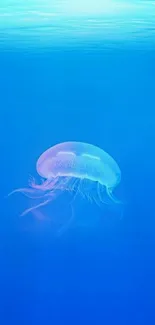 A lone jellyfish floating in tranquil blue ocean waters, perfect for mobile wallpaper.