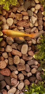 Koi fish in a rocky pond surrounded by green foliage.