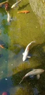 Koi fish swimming in a serene pond with lush greenery.