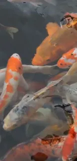 Colorful koi fish swimming in a pond.