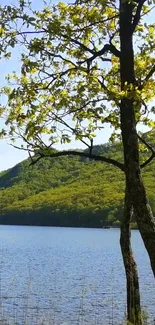 Serene lake and tree against green hills in a tranquil mobile wallpaper.