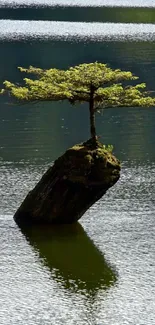 Solitary tree on a rock in a tranquil lake.