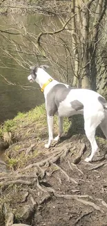 Dog by a tranquil lake in a wooded area, showcasing nature's serenity.