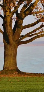 Majestic tree by a tranquil lakeside with autumn leaves.