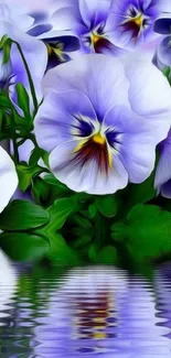 Lavender pansy flowers with reflections on water.