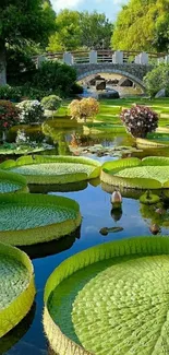 Giant lily pads in a tranquil green pond with a stone bridge.